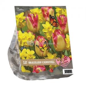 Baltus Urban Flowers Brazilian Carnaval bloembollen per 12 stuks